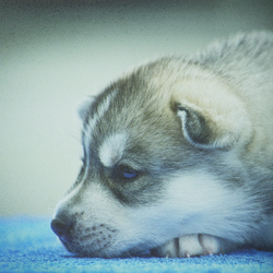 Фотообои ZENOWALL, текстура Крупный песок, на флизелиновой основе, 350 г/м², 1.33 х 40 м