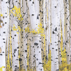 Бумага ZENOPAPIER, белая, матовая, 170 г/м², 0.914 х 30 м